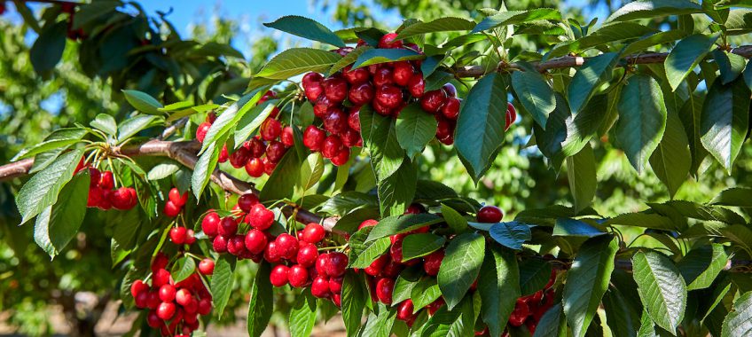Harvest Time Brentwood Cherries - Harvest For You