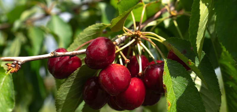 Bacchini Cherries