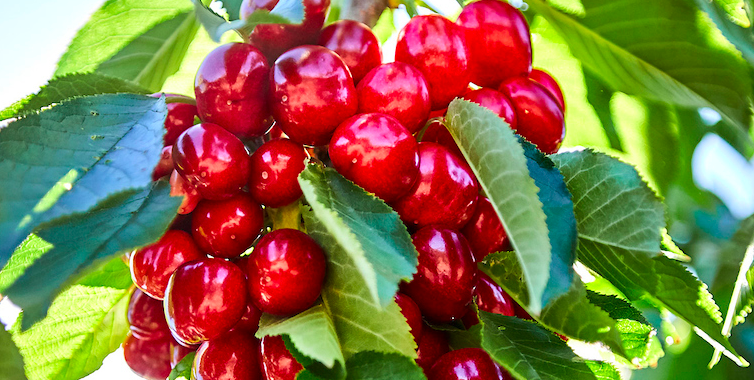 Harvest Time Cherries by Ron Essex