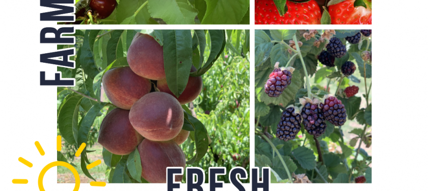 Harvest Time Brentwood