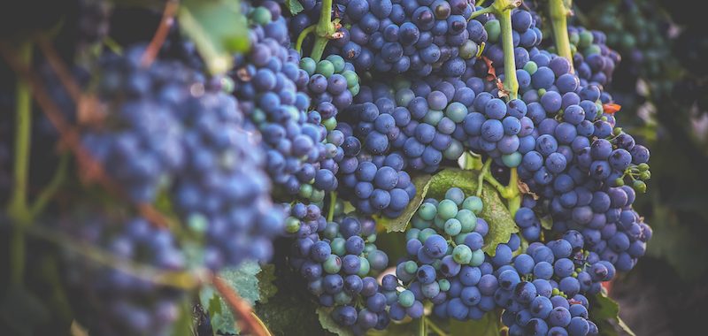 Campos-Family-Vineyards