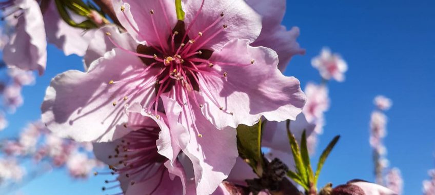 Urban Edge Farms - Spring Blossoms