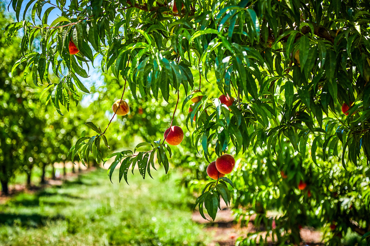 UPick Cherries, Peaches, Apricots and More Harvest Time in Brentwood