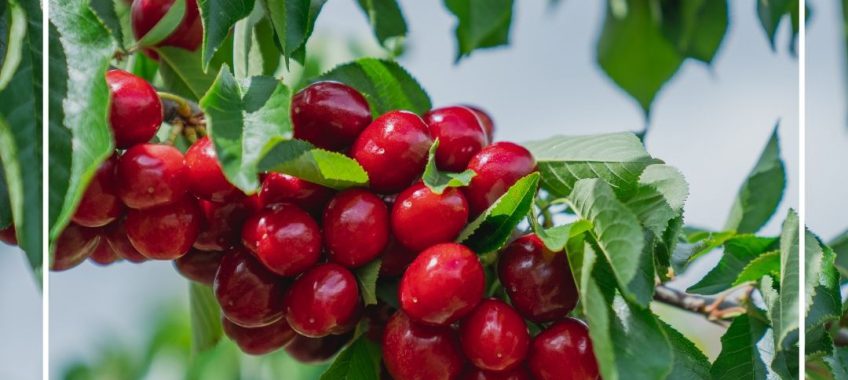 Harvest For You- Weekday Open Farms