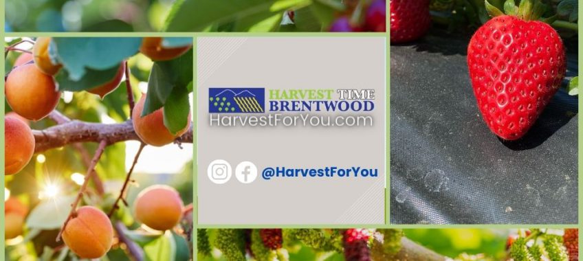 Harvest Time UPick Schedule